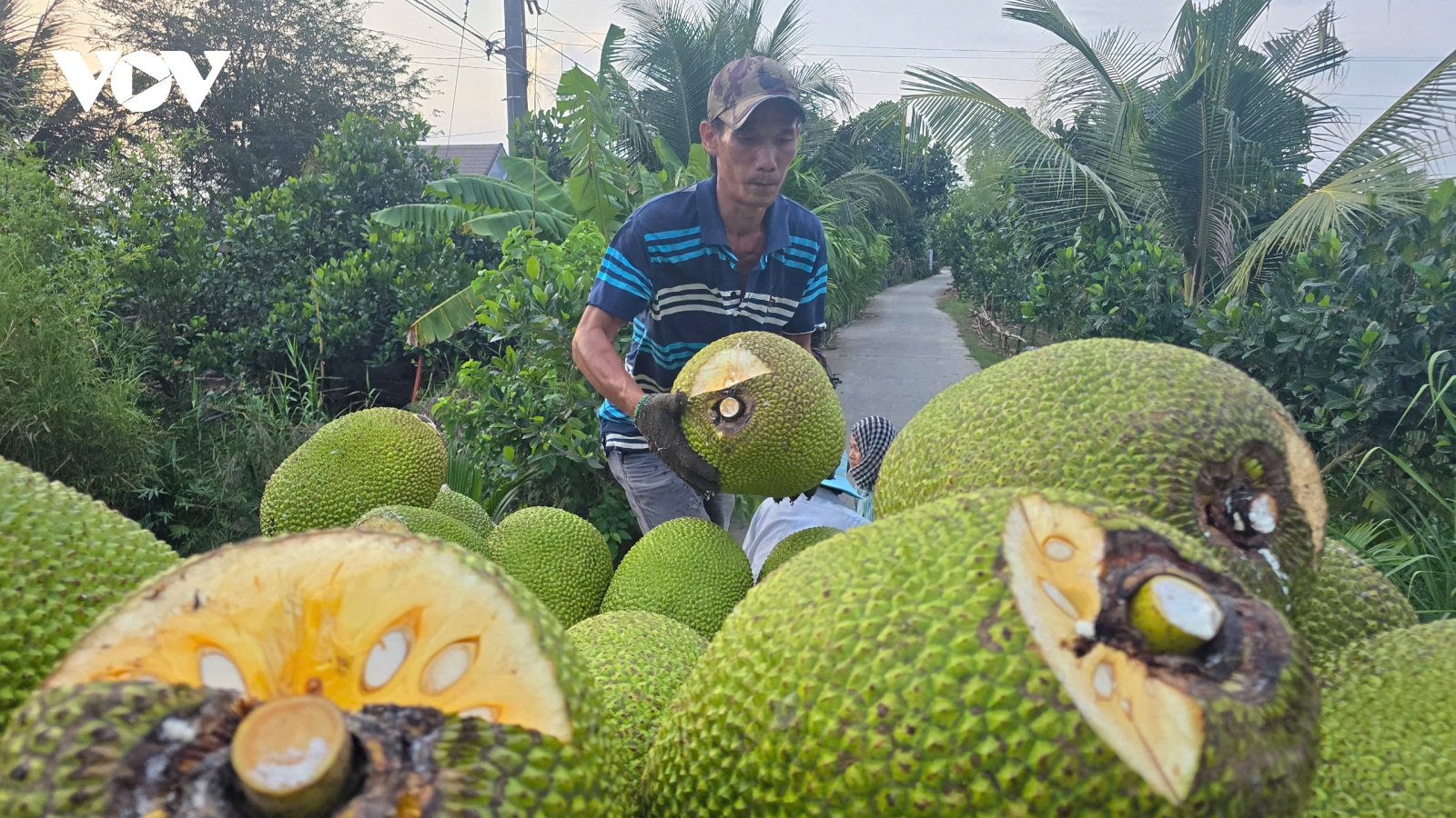 Sầu riêng, mít ở Đồng Tháp có giá trị cao nhưng đầu ra vẫn chưa ổn định
