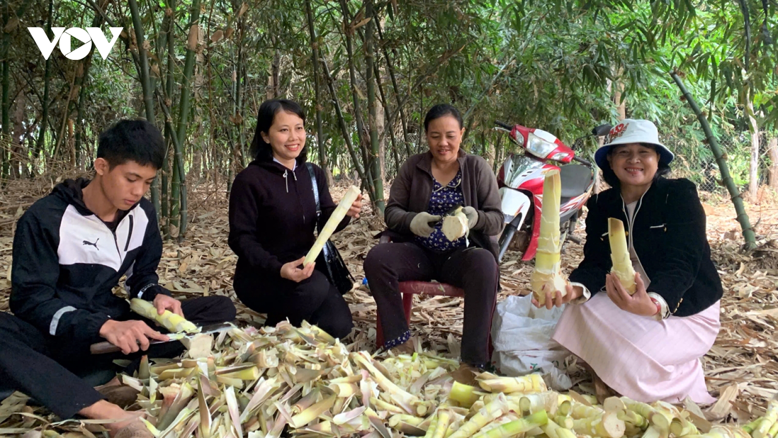 "Đánh thức" tiềm năng kinh tế xanh từ cây tre ở vùng đất khô cằn Đắk Lắk