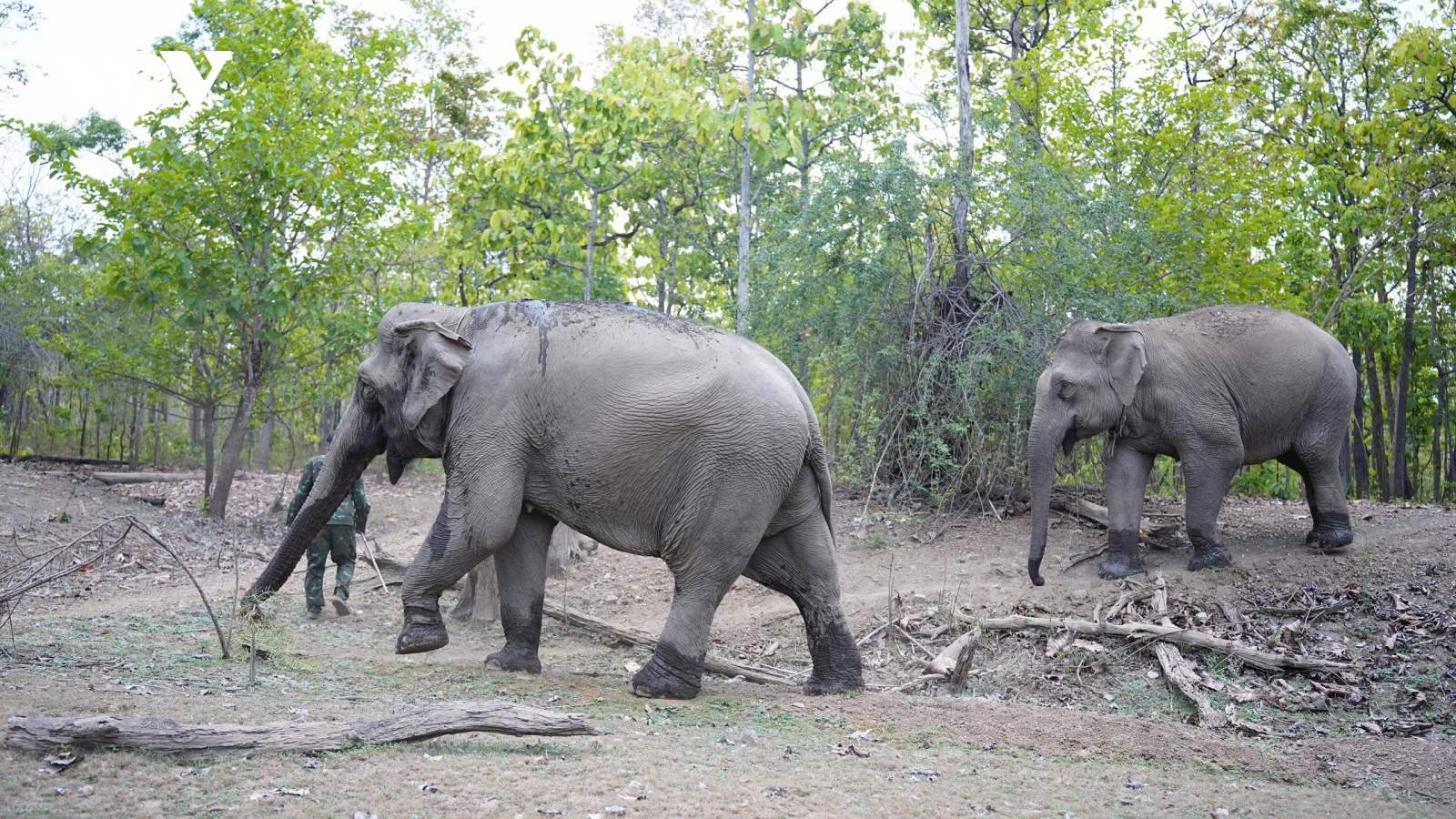 “Dấu chân voi hạnh phúc” mở lối du lịch thân thiện ở Đắk Lắk