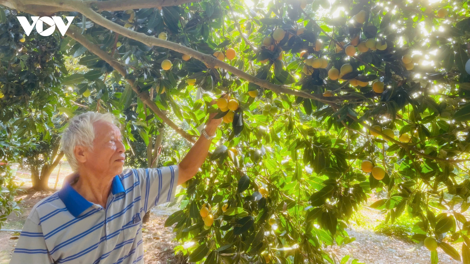 Lão nông Cần Thơ thu lãi kép từ vườn thanh trà