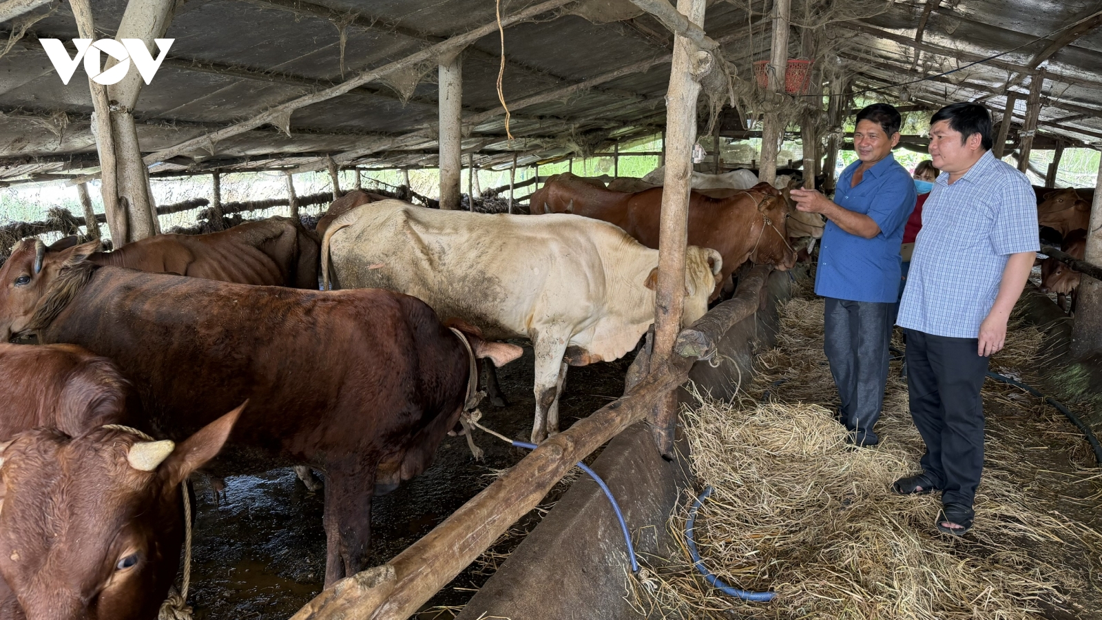 Dịch tả heo Châu Phi bùng phát, Cần Thơ tiêu hủy cả trăm con heo mắc bệnh