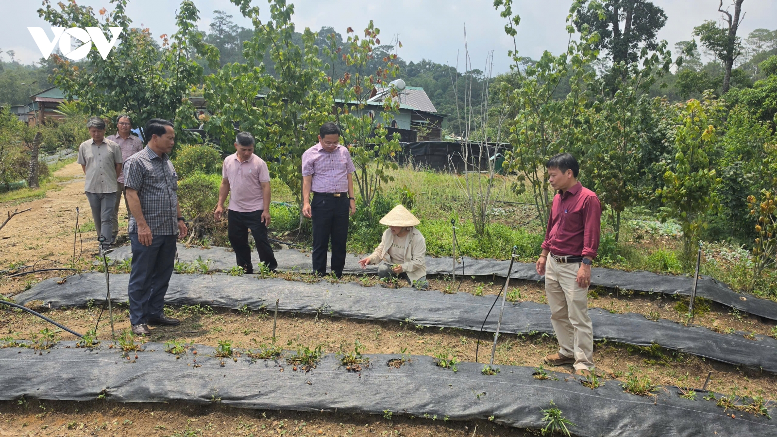 Mưa đá ở Quảng Ngãi khiến nhiều diện tích cây nông nghiệp bị hư hỏng