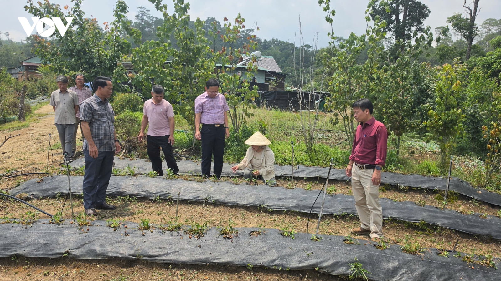 Mưa đá ở Quảng Ngãi khiến nhiều diện tích cây nông nghiệp bị hư hỏng