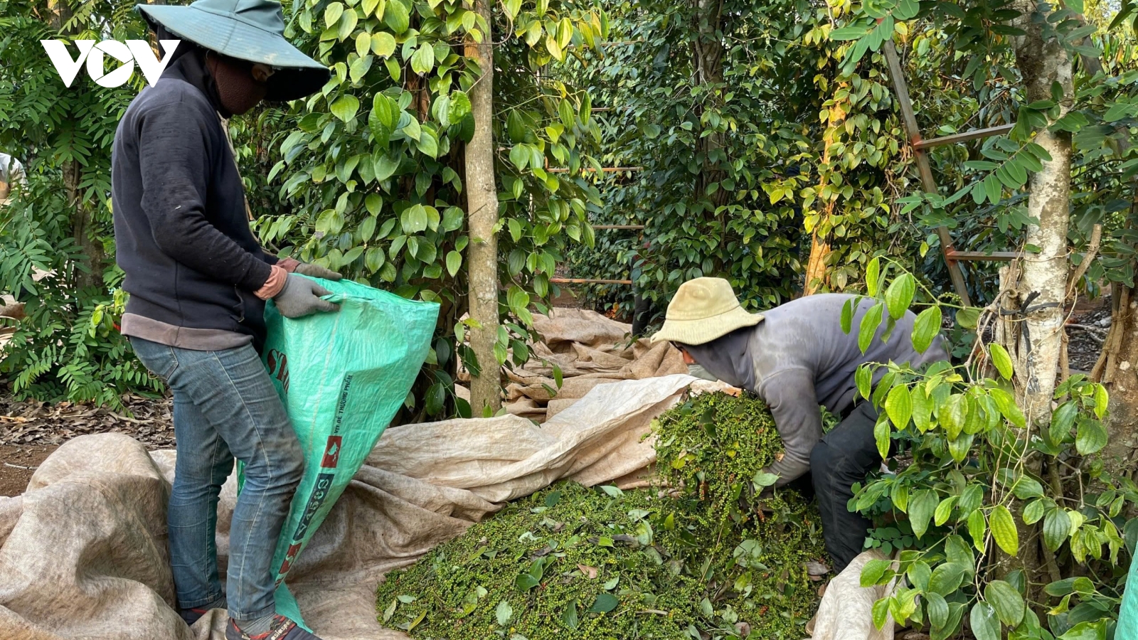 Cảnh báo bẫy hợp đồng xuất khẩu khi đối tác ngoại cố tình câu giờ để ép giá