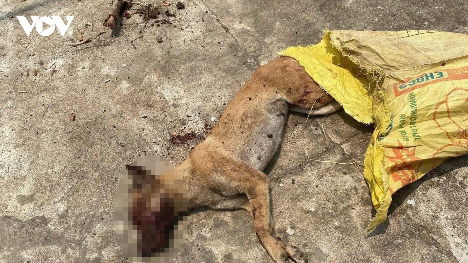 Con chó tấn công nhiều người ở Quảng Ngãi được xác định bị bệnh dại