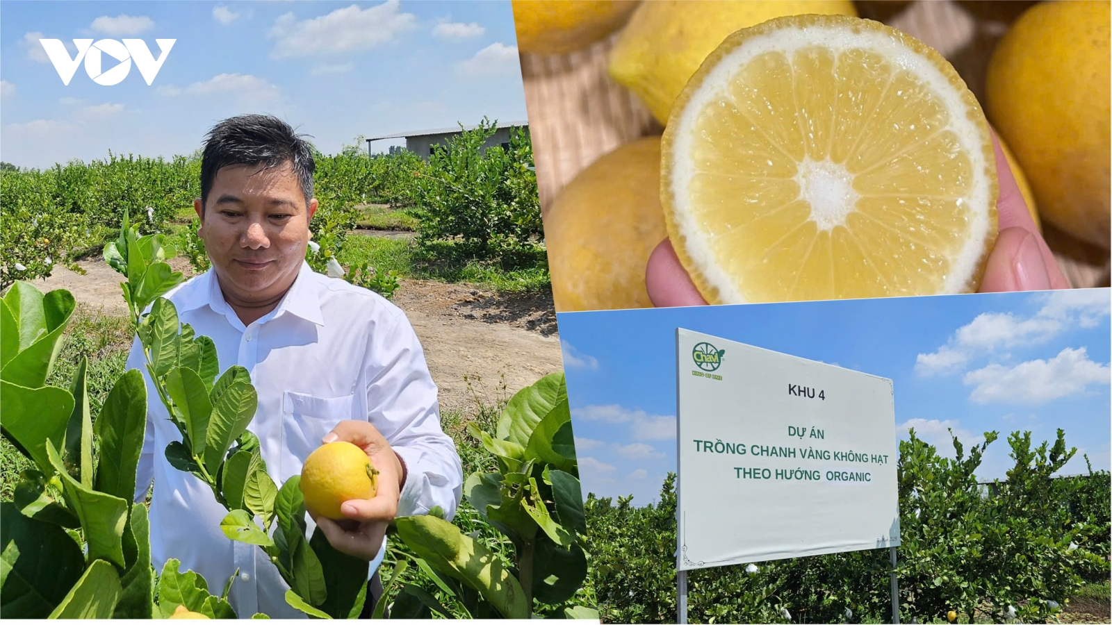 Từ cua lột, chanh vàng đến chuối, AI nâng tầm nông sản Việt