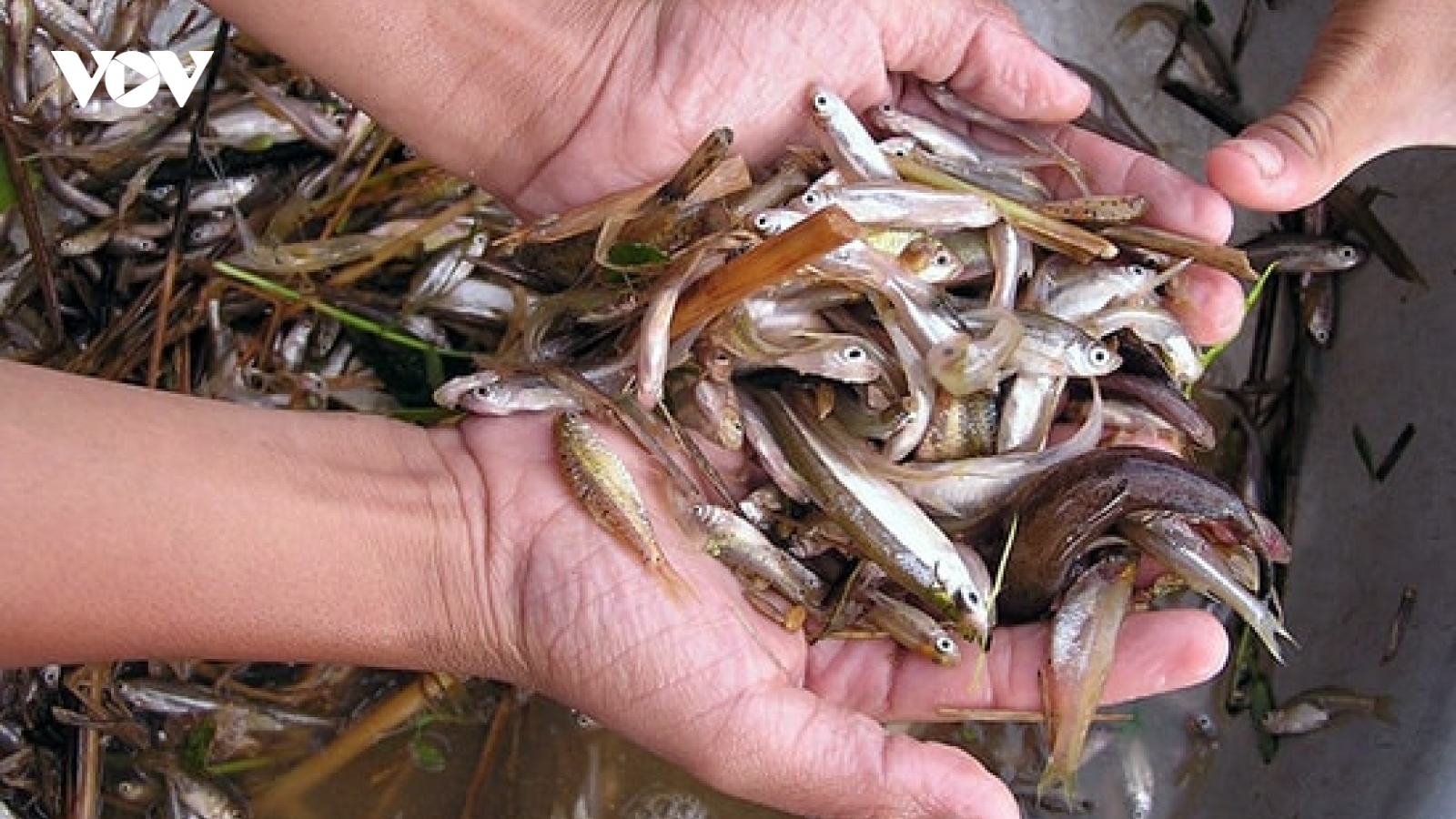 Loại cá nhỏ cuối mùa nước lũ thành đặc sản đắt giá