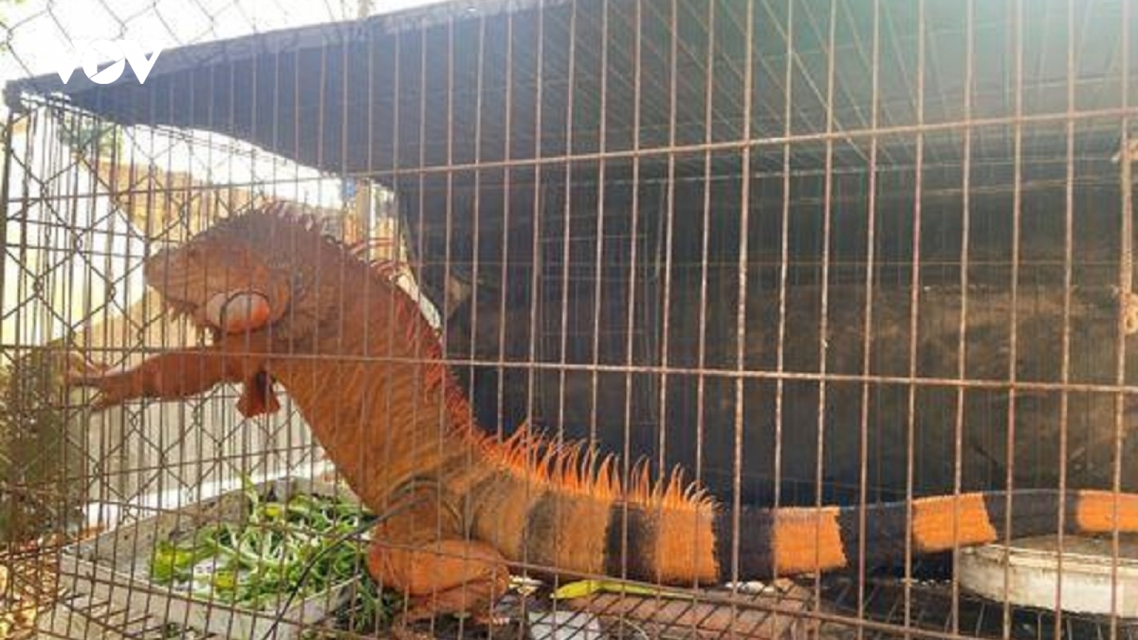 Rồng Nam Mỹ đi lạc được bàn giao cho cơ sở nuôi hợp pháp