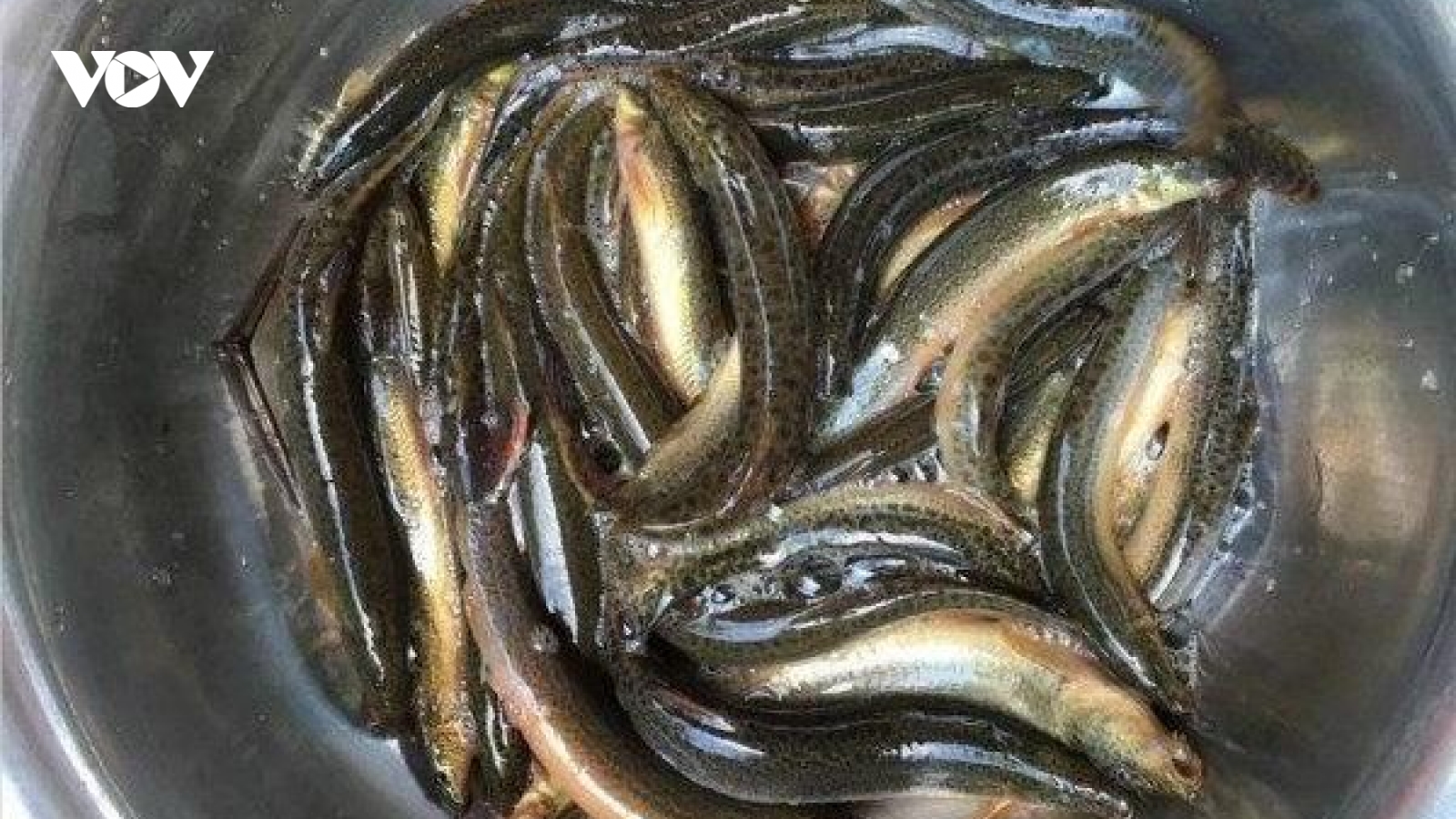 Loài cá được coi như “sâm nước” tốt cho nam giới, bán đầy chợ