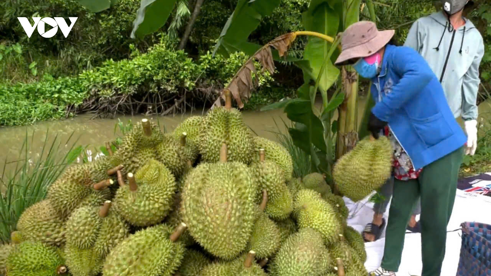 Loạt lô sầu riêng đang đối mặt nguy cơ chậm thông quan do ùn ứ kiểm nghiệm