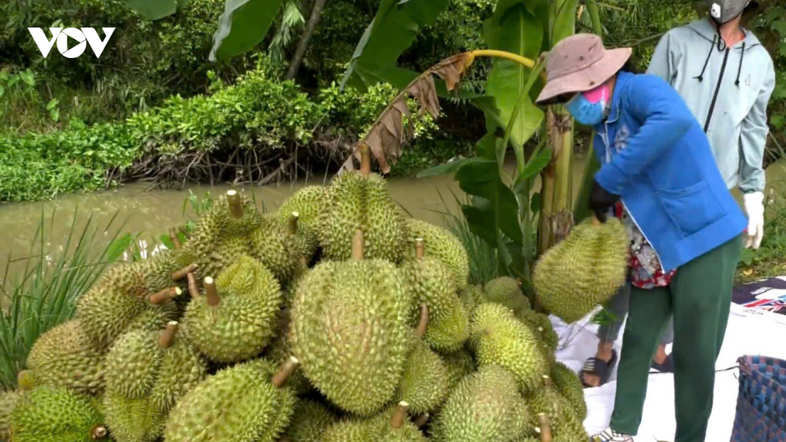Loạt lô sầu riêng đang đối mặt nguy cơ chậm thông quan do ùn ứ kiểm nghiệm