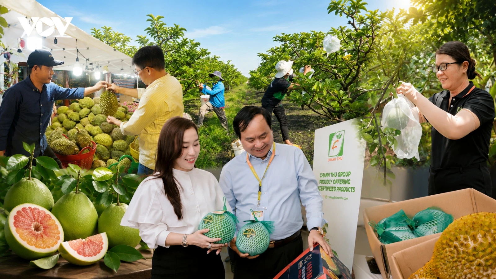Nạn "bẻ kèo" trong nông nghiệp, nông dân tự cắt đứt cơ hội xuất khẩu