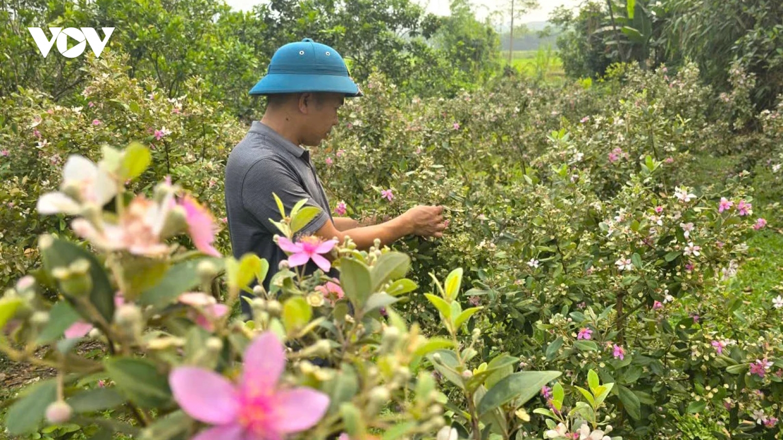 Cây sim giúp nông dân Nghệ An thu tiền triệu mỗi vụ