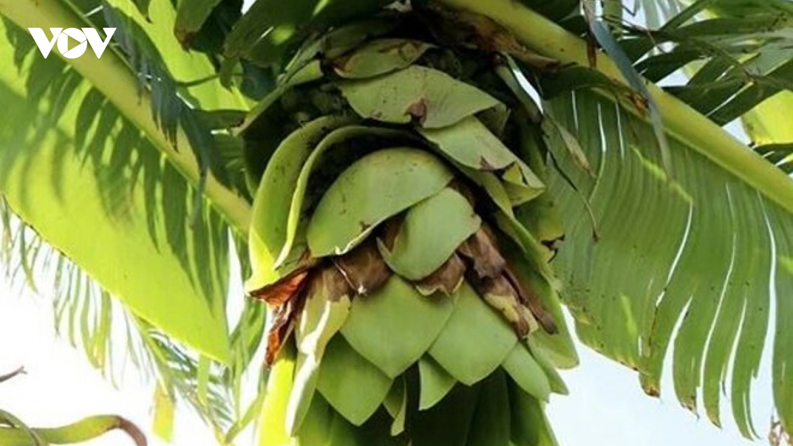 Chuối cô đơn bổ dưỡng cỡ nào mà được nhiều người lùng mua?