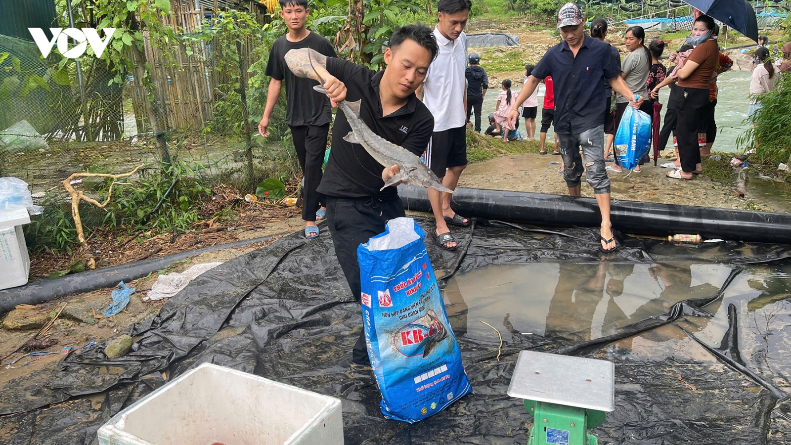 Quảng Ninh hỗ trợ người dân “giải cứu” hàng tấn cá tầm thiệt hại do mưa lũ