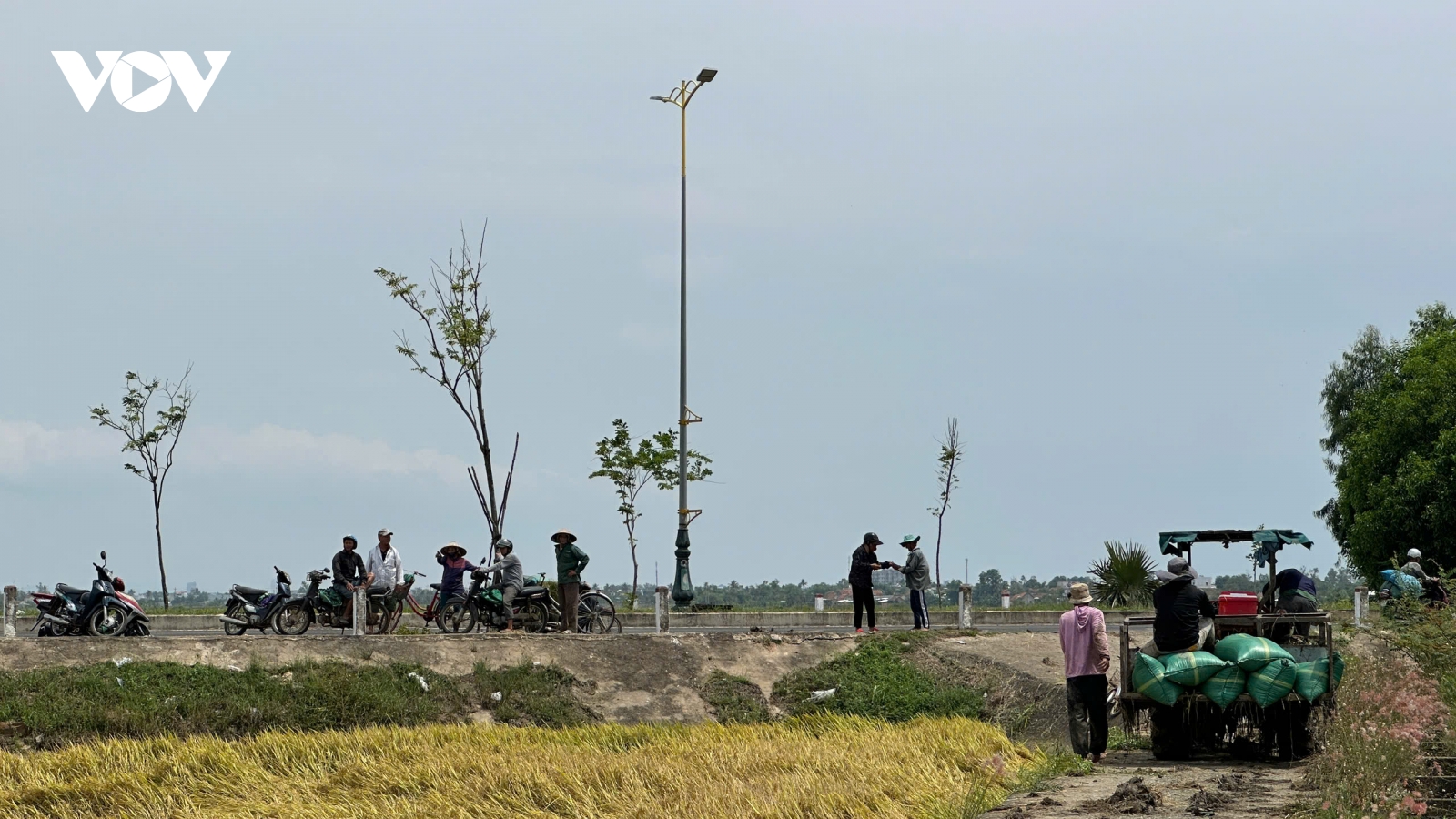 Nông dân Đắk Lắk tất bật gặt chạy úng lúa do mưa tiểu mãn