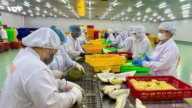 SPS changes become new test for Vietnam’s agricultural exports