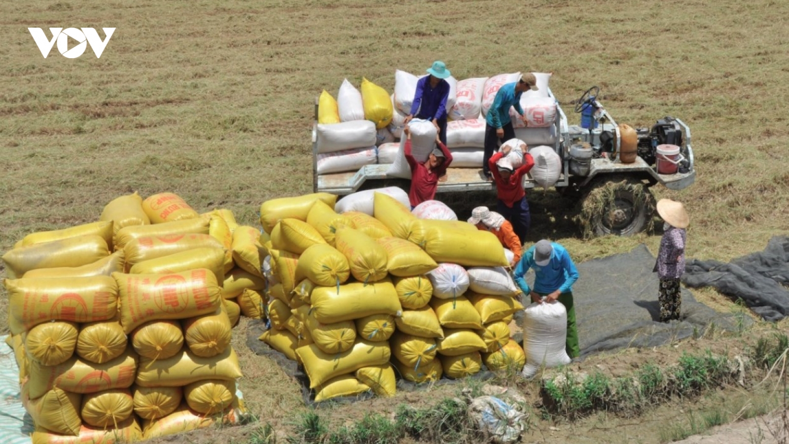 Vietnam rice export prices recover as Philippine demand returns