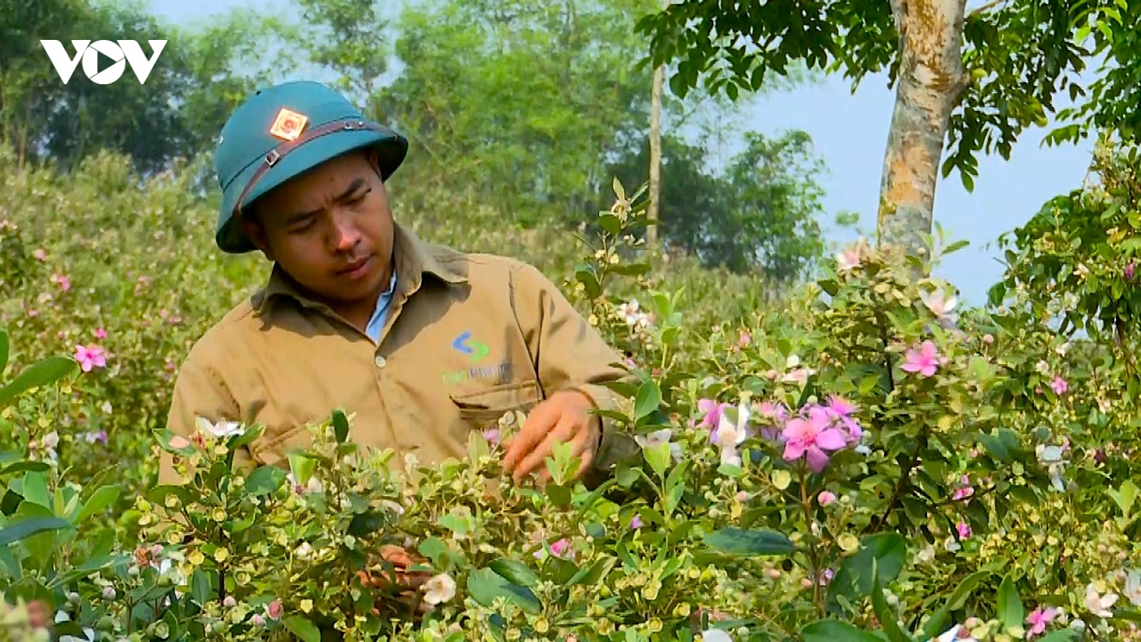 Rời phố về quê, bác sĩ thú y trồng sim làm nông nghiệp sạch