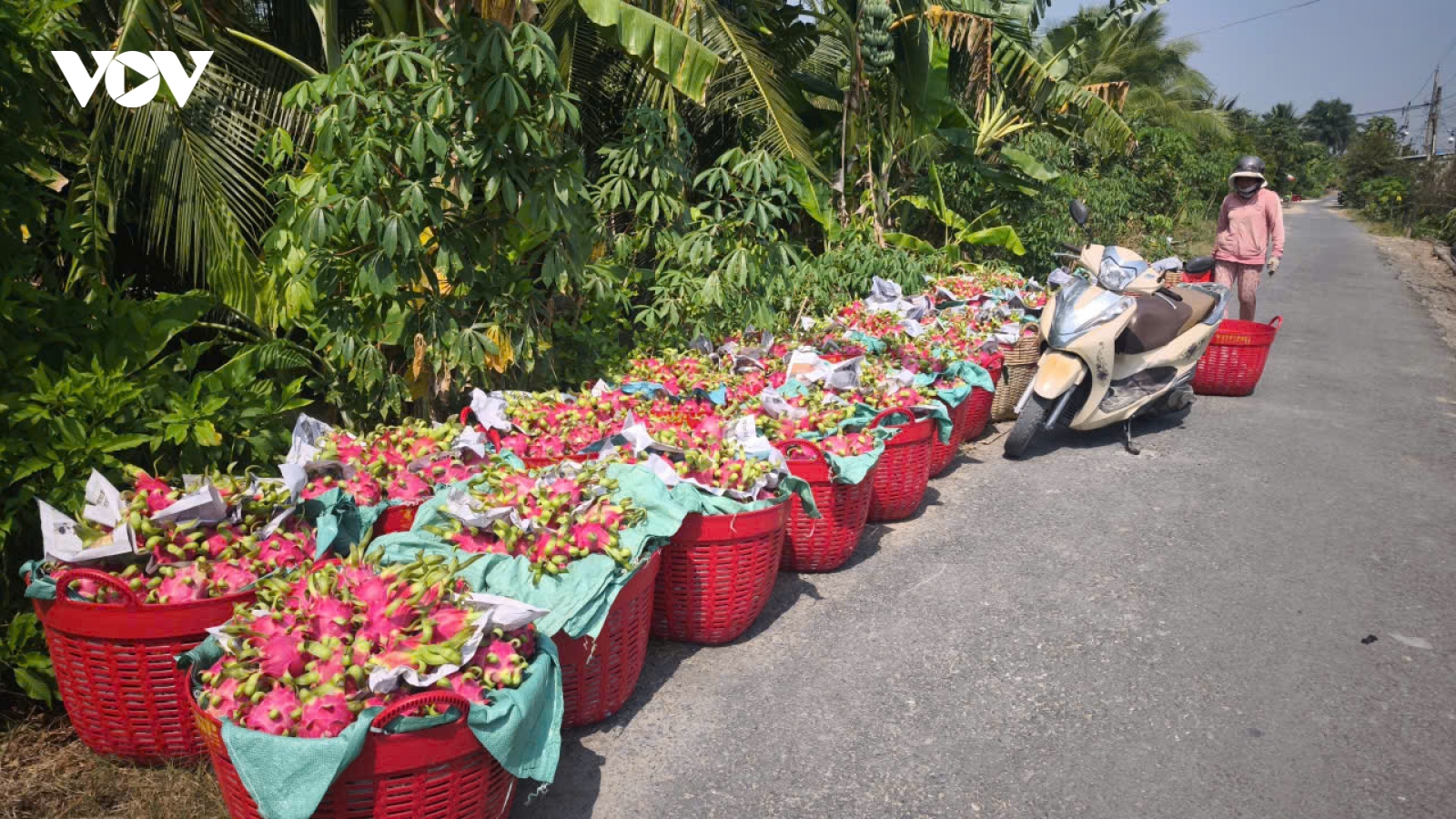 Trái mít, thanh long ở tỉnh Đồng Tháp rớt giá kéo dài, nhà vườn khó khăn