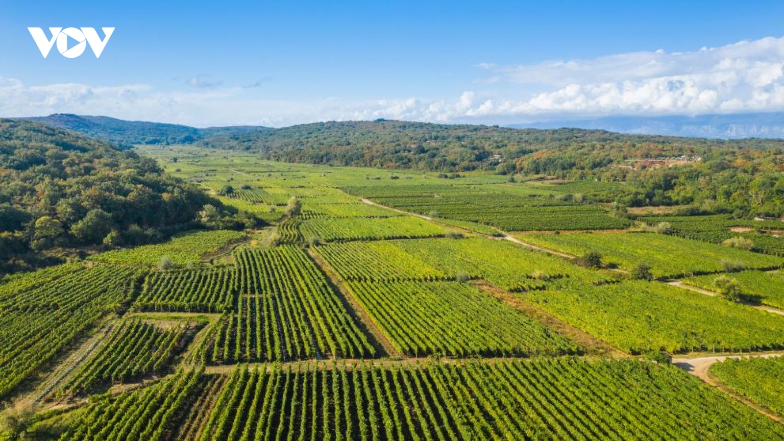 Điều tra gian lận của EU làm rung chuyển quỹ nông nghiệp Croatia