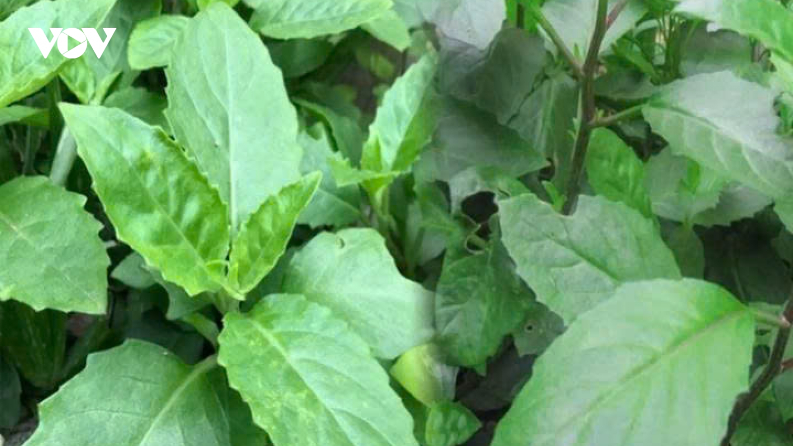 Tác dụng và bài thuốc từ cây bầu đất