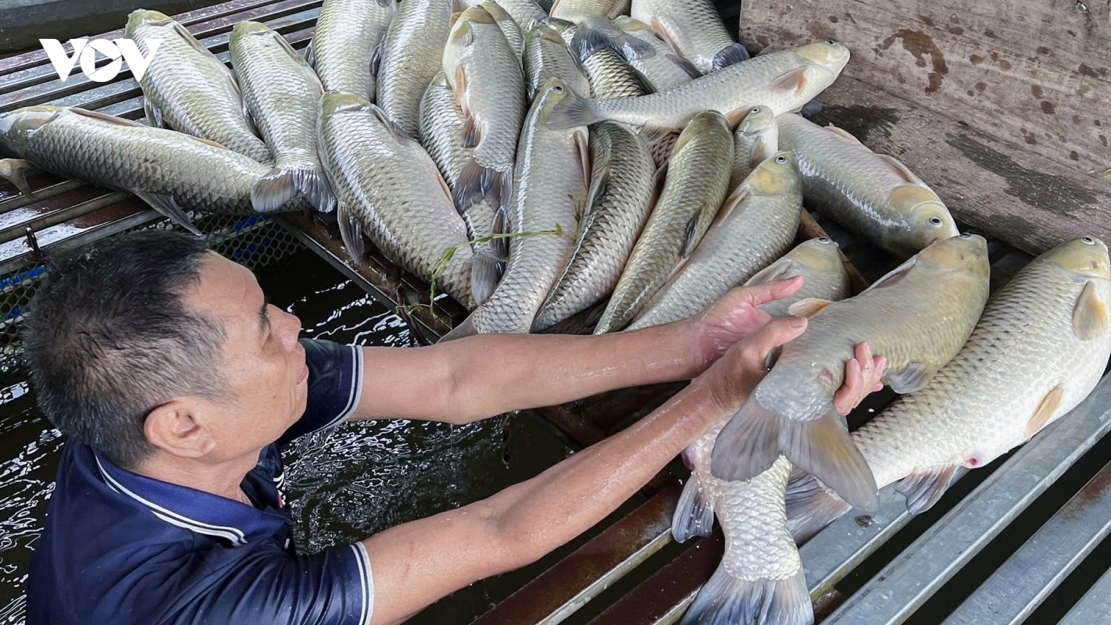 Cá nuôi lồng bè trên sông Lam qua xã Anh Sơn (Nghệ An) chết hàng loạt
