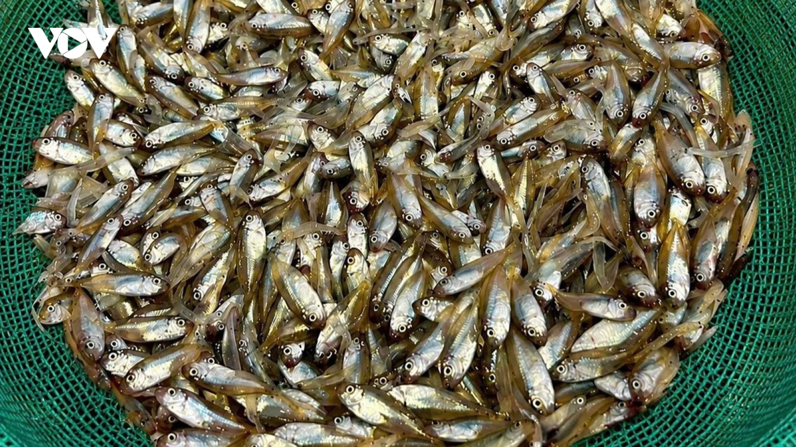 Lý Sơn khuyến cáo không khai thác cá kình non