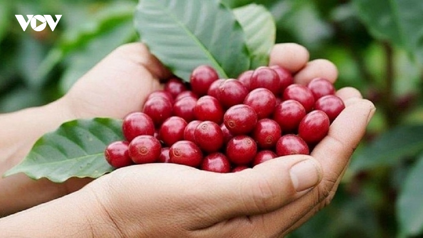 Giá cà phê hôm nay 2/5: Giá cà phê Robusta và Arabica cùng tăng