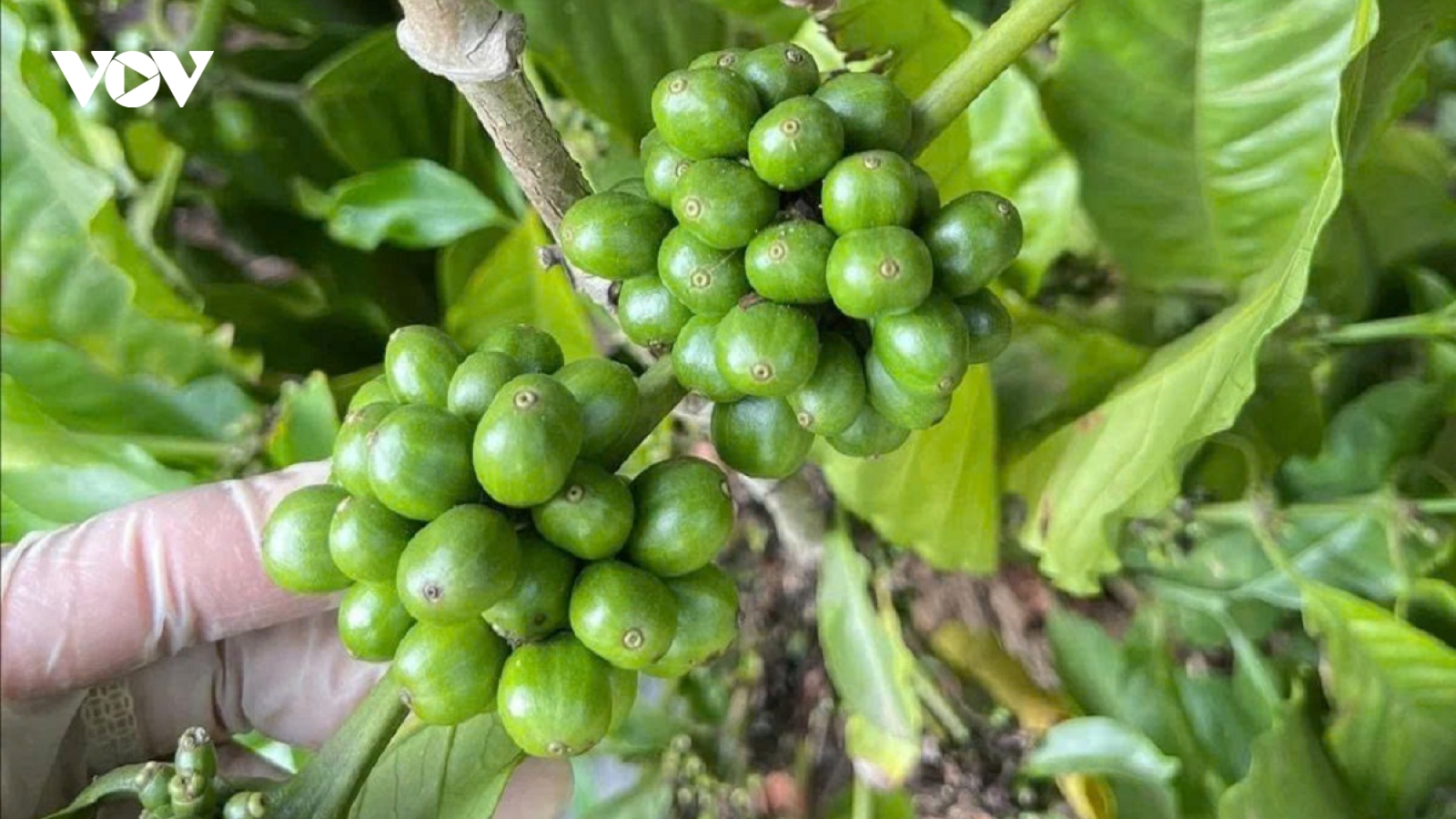 Giá cà phê hôm nay 23/5: Giá cà phê Robusta và Arabia tăng - giảm trái chiều