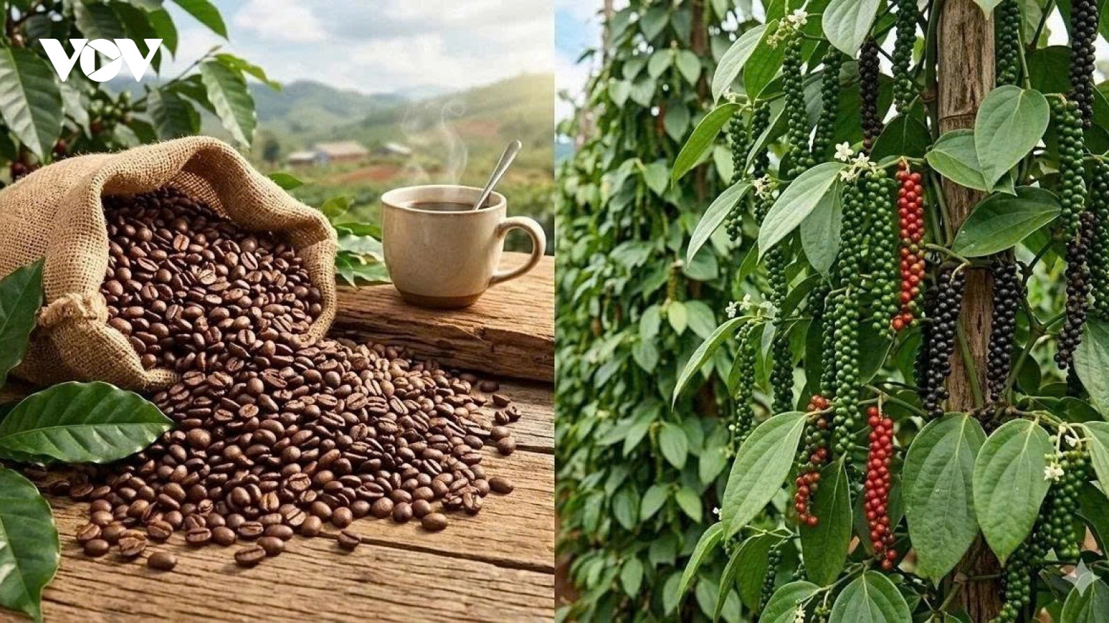 Giá cà phê hôm nay 11/5: Cà phê trong nước thu mua trung bình ở mức 87.300 đồng/kg