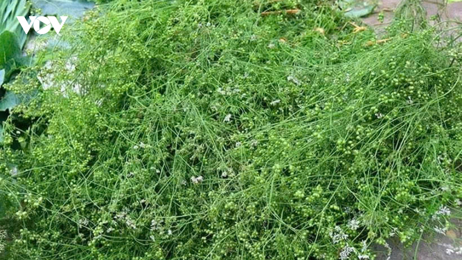 Mùi già: Loại cây nhỏ bé nhưng mang đến nhiều công dụng bất ngờ