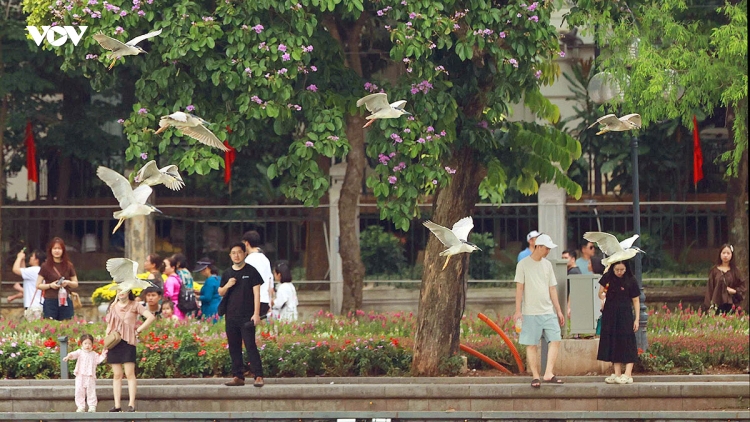 Cận cảnh đàn chim hoang dã giữa sắc tím bằng lăng và rực đỏ hoa phượng Hồ Gươm