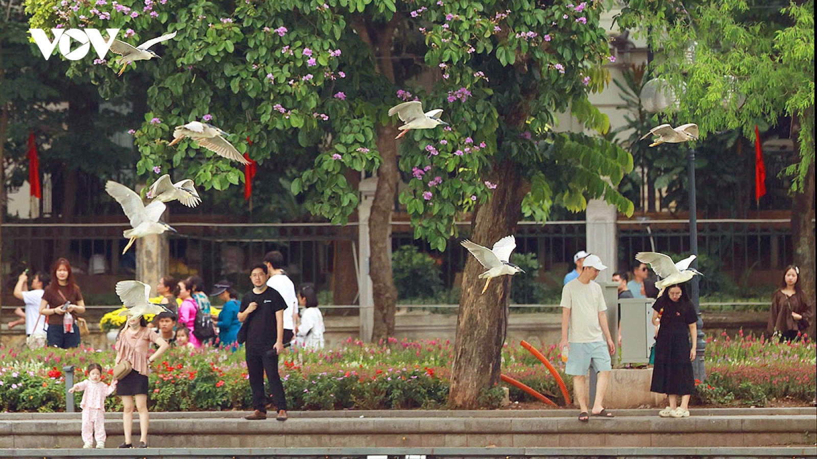 Cận cảnh đàn chim hoang dã giữa sắc tím bằng lăng và rực đỏ hoa phượng Hồ Gươm