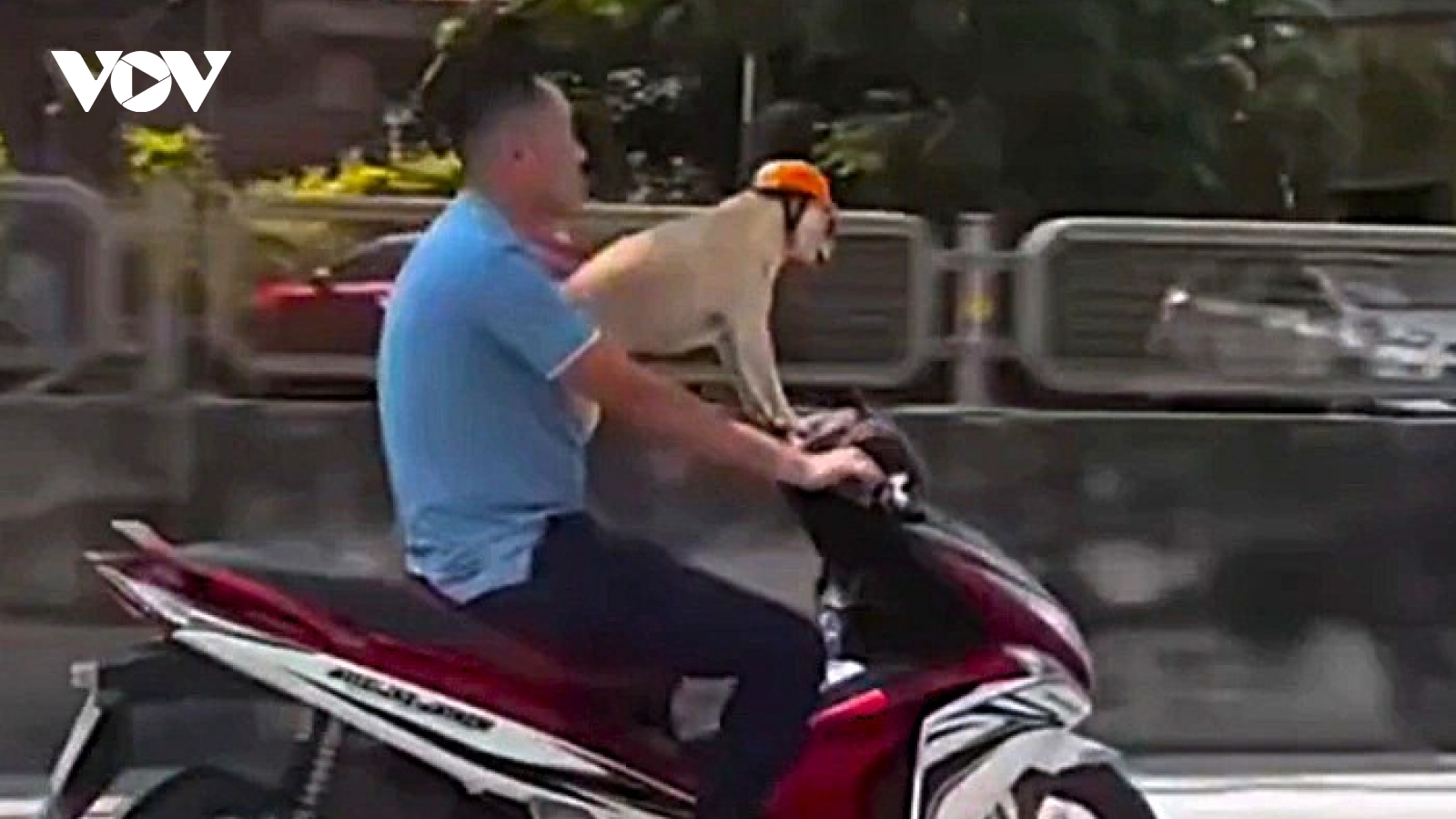 Công an làm việc với người đi xe máy đầu trần, chở chó được đội mũ kiểu bảo hiểm