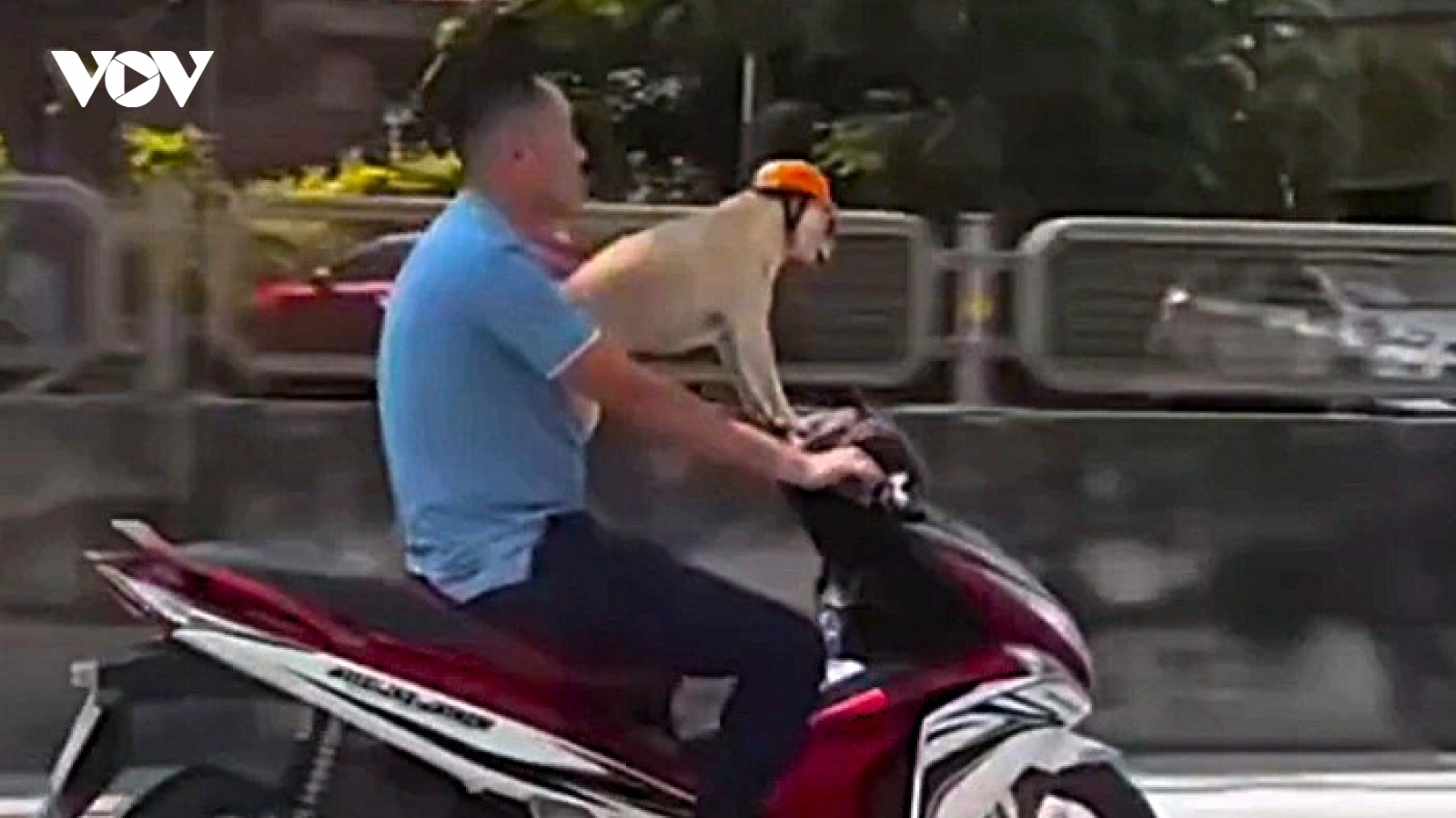 Công an làm việc với người đi xe máy đầu trần, chở chó được đội mũ kiểu bảo hiểm