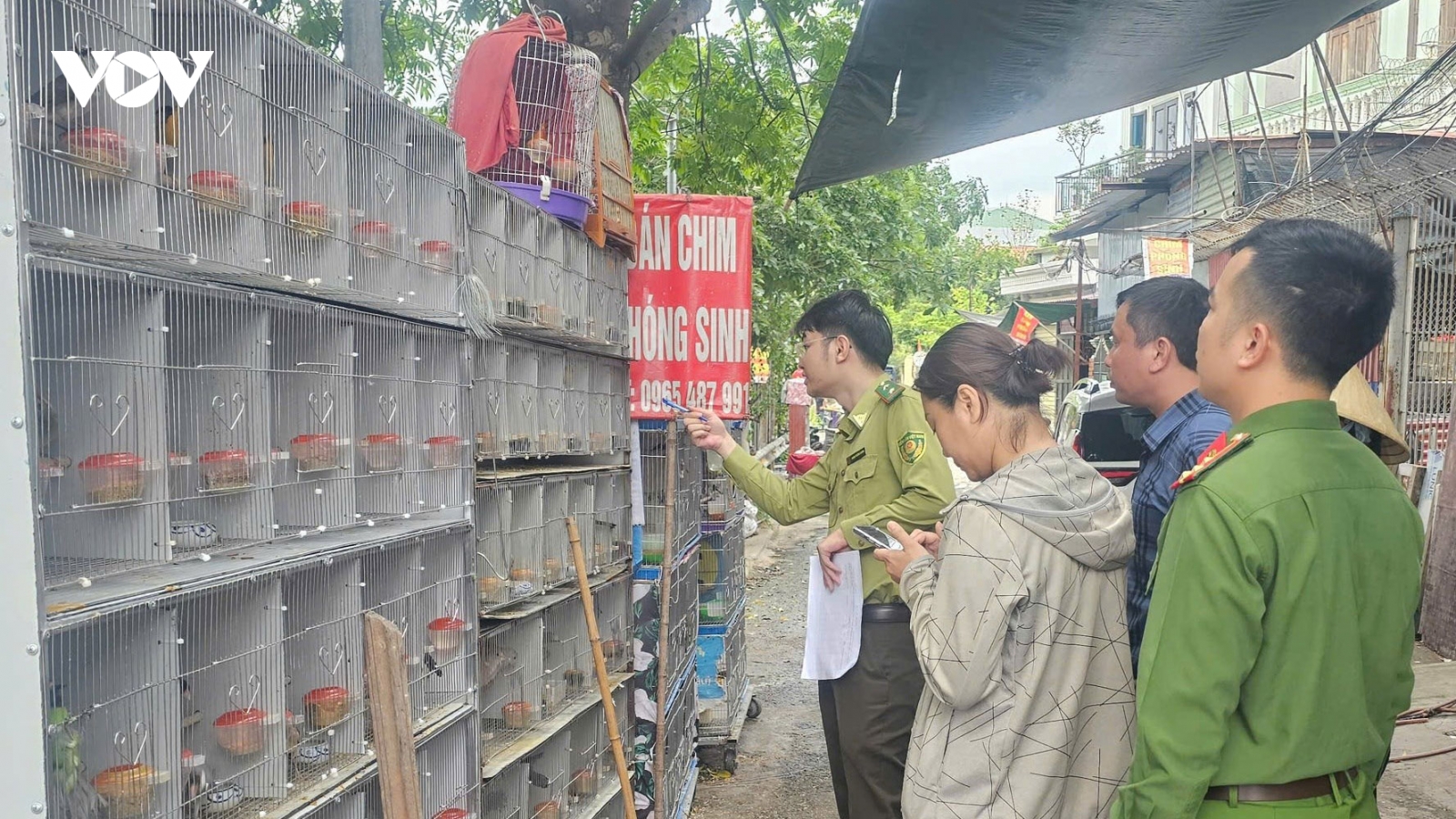 Phát hiện ba trường hợp nuôi nhốt gần 1.000 chim hoang dã ở Hải Phòng