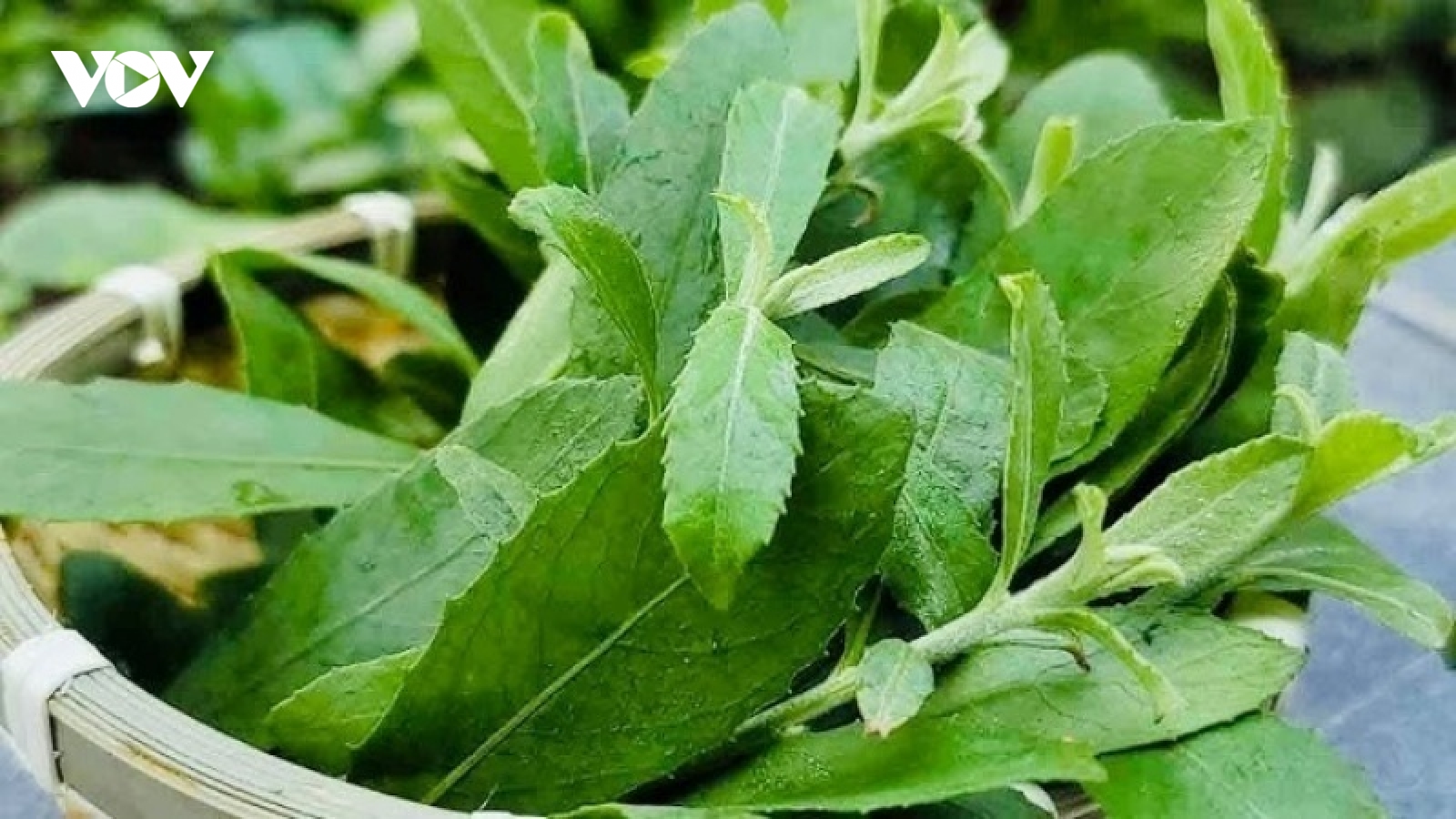Cây thuốc dân gian bổ đủ đường, không lo tăng cân, có người trồng làm cảnh
