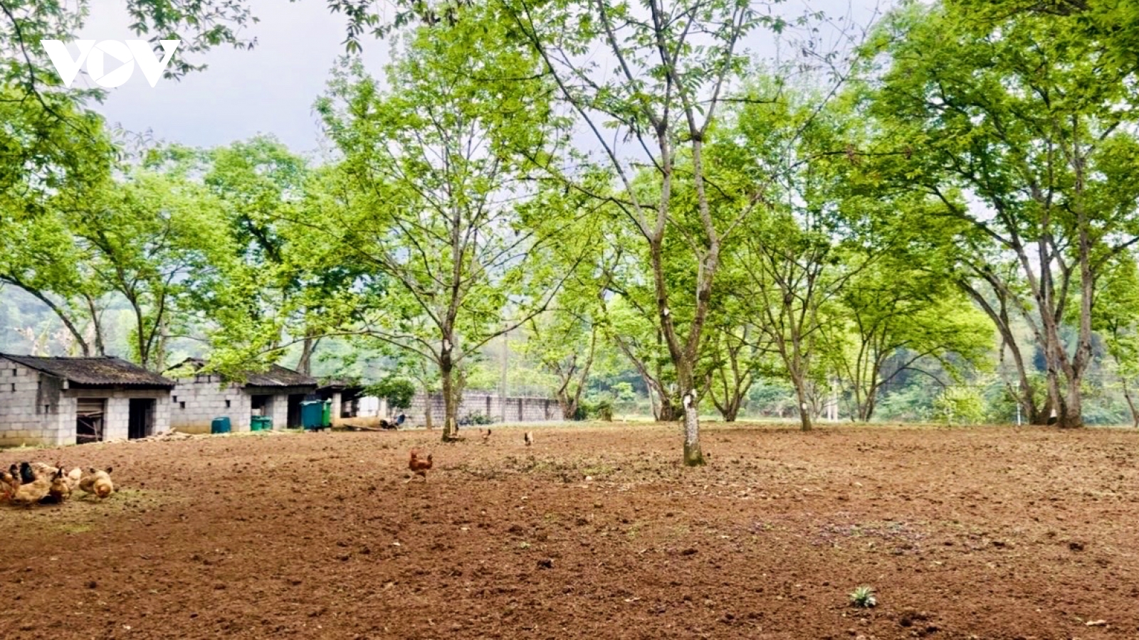 Hạt dẻ Trùng Khánh: Từ sản vật đặc hữu đến sinh kế vùng cao