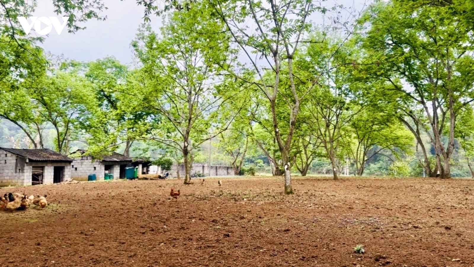 Hạt dẻ Trùng Khánh: Từ sản vật đặc hữu đến sinh kế vùng cao