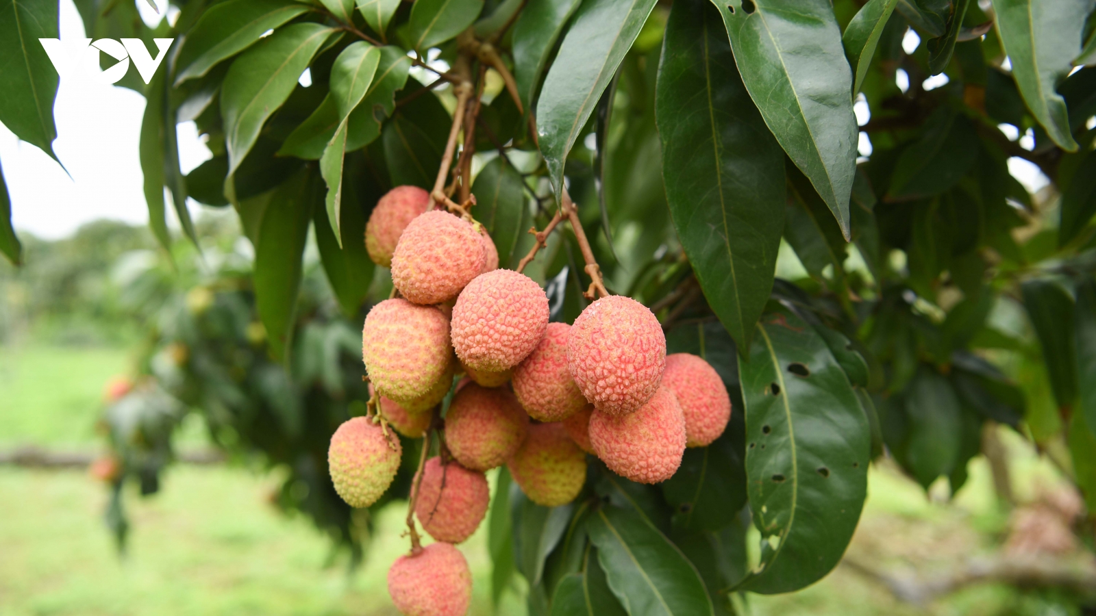 Thủ phủ vải thiều Bắc Ninh công nhận 143 nhà vườn đẹp