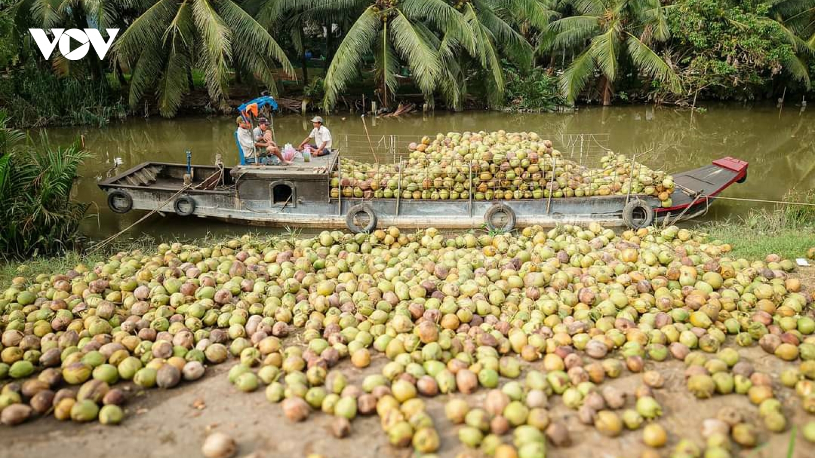 Vĩnh Long sẽ tổ chức CocoNext 2026, thúc đẩy chuỗi giá trị dừa xanh