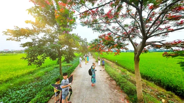 Rực rỡ đường hoa phượng ở Bắc Ninh, thu hút đông đảo du khách đến check in