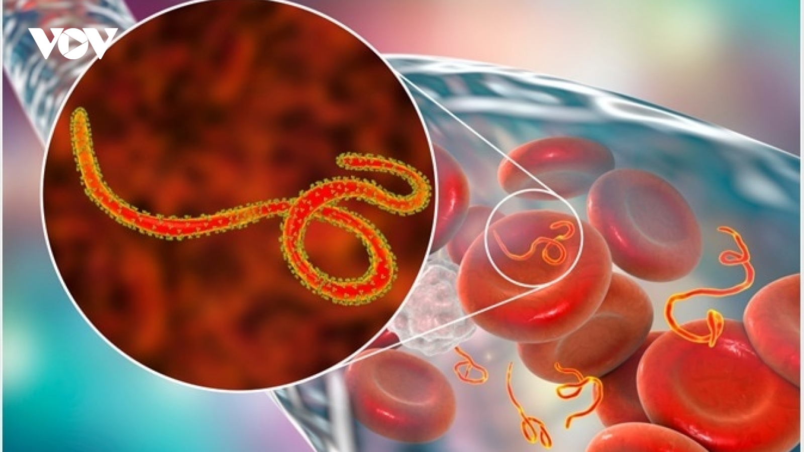 WHO báo động khẩn về Ebola, đáng ngại đến đâu, cần làm gì để phòng tránh?