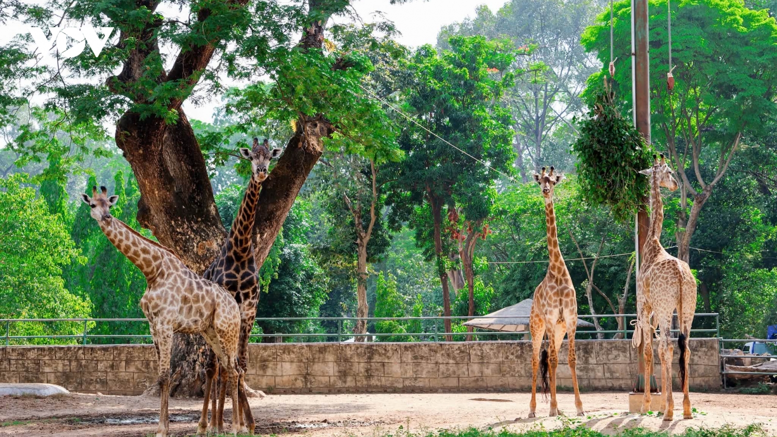 Sáng tạo trong du lịch đô thị: Bài học từ “đám cưới hươu cao cổ” ở Thảo Cầm Viên
