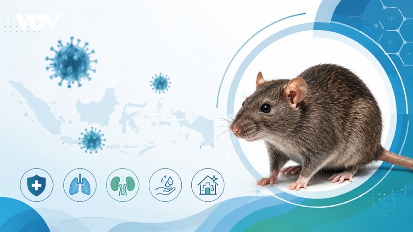 Indonesia khuyến cáo biện pháp phòng virus Hanta