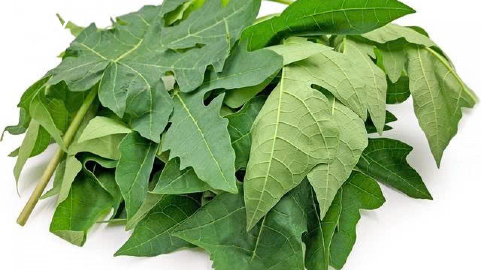 Thực hư thông tin lá đu đủ chữa ung thư: Sự thật không phải ai cũng biết
