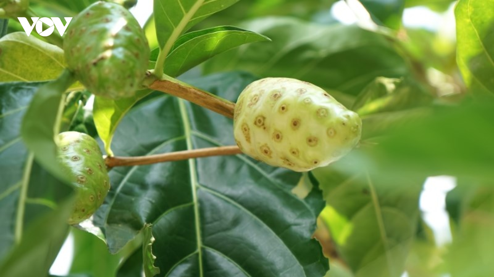 Lá nhàu chữa được bệnh gì? Có nên ăn sống loại lá này?