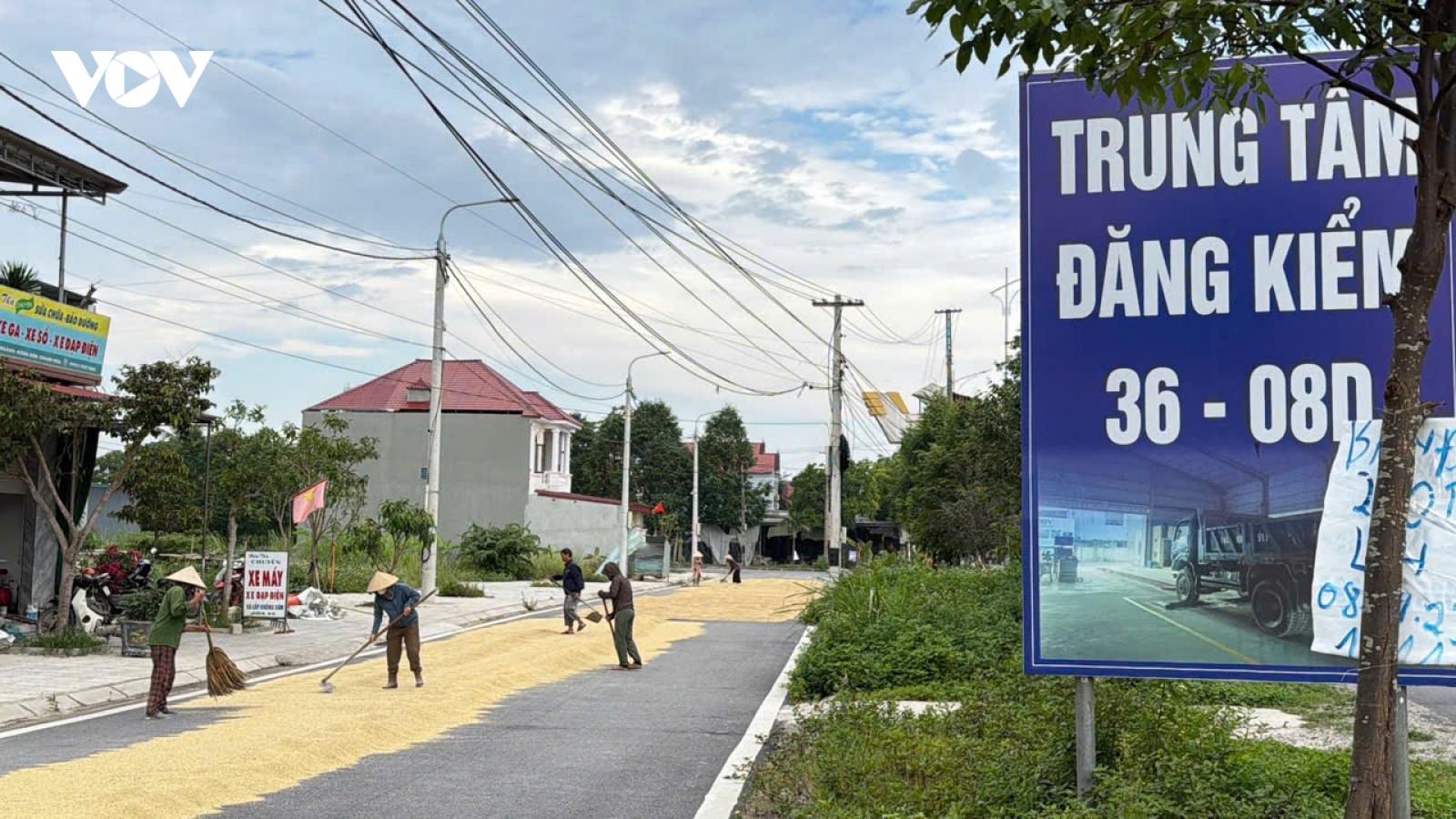 Thanh Hóa chấn chỉnh tình trạng phơi lúa trên đường, ngăn nguy cơ TNGT