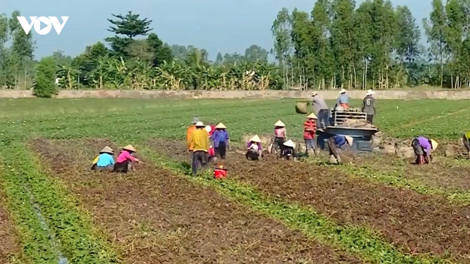 Vĩnh Long đẩy mạnh công tác cấp và quản lý mã số vùng trồng, mã số cơ sở đóng gói